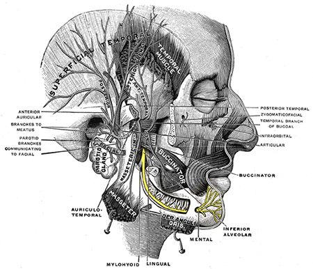 inferior alveolar and mental nerve